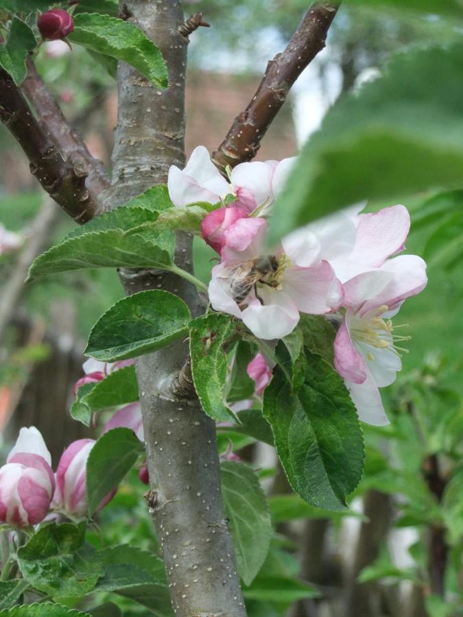Gerberlaube Daire Messkirch Dış mekan fotoğraf
